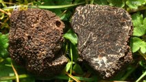 No More Truffle Pizza? Truffles May Be Going 'Extinct' Due to Climate Change