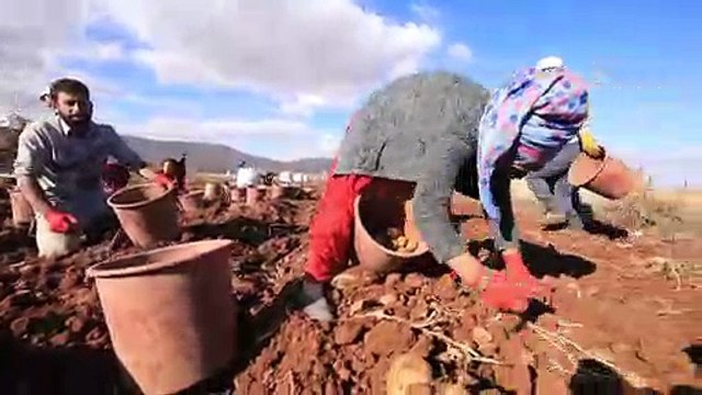 Malatya'da yerli tohum patates hasadı