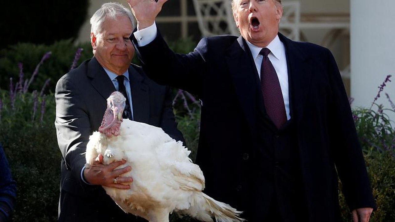 No Comment der Woche - 2 Truthähne, Bär und Baby gerettet!