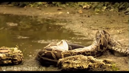 Animals:  Massive Anaconda vs Crocodile, اناكوندا مقابل التمساح |  Youtube 2018
