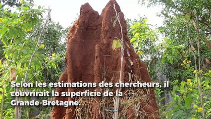 Découvrez de la plus grande structure jamais construite par un insecte