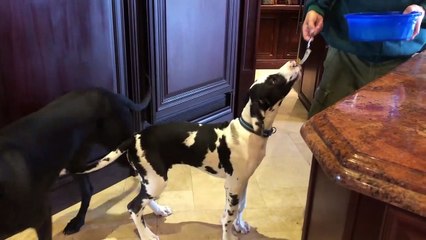 Ce chien est tout excité quand il est l'heure de manger