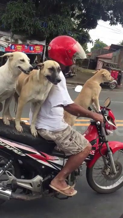 Man balances his three dogs on motorcycle