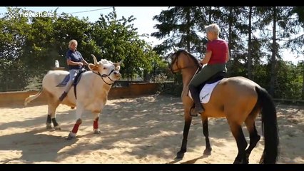 Meet the bull who thinks he's a horse