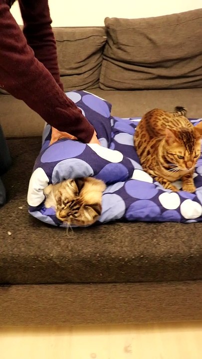 Who Wants a Purrito?