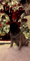 Impatient Pup Pleads for Holiday Presents
