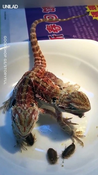 Des lézards siamois :  2 têtes pour une queue.