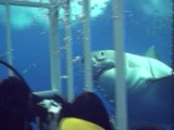 Un grand requin blanc frôle la cage d'un plongeur au large de Guadalupe - Mexique