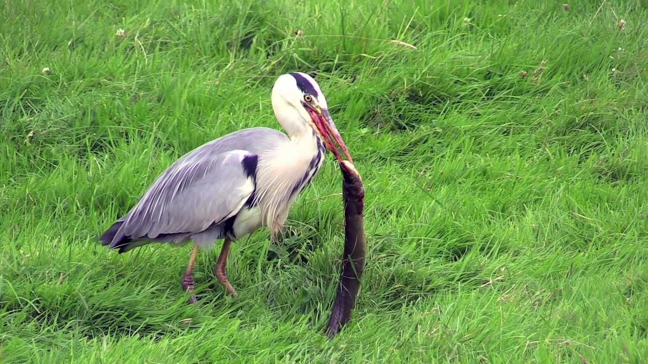 Cette cigogne a les yeux plus gros que le ventre