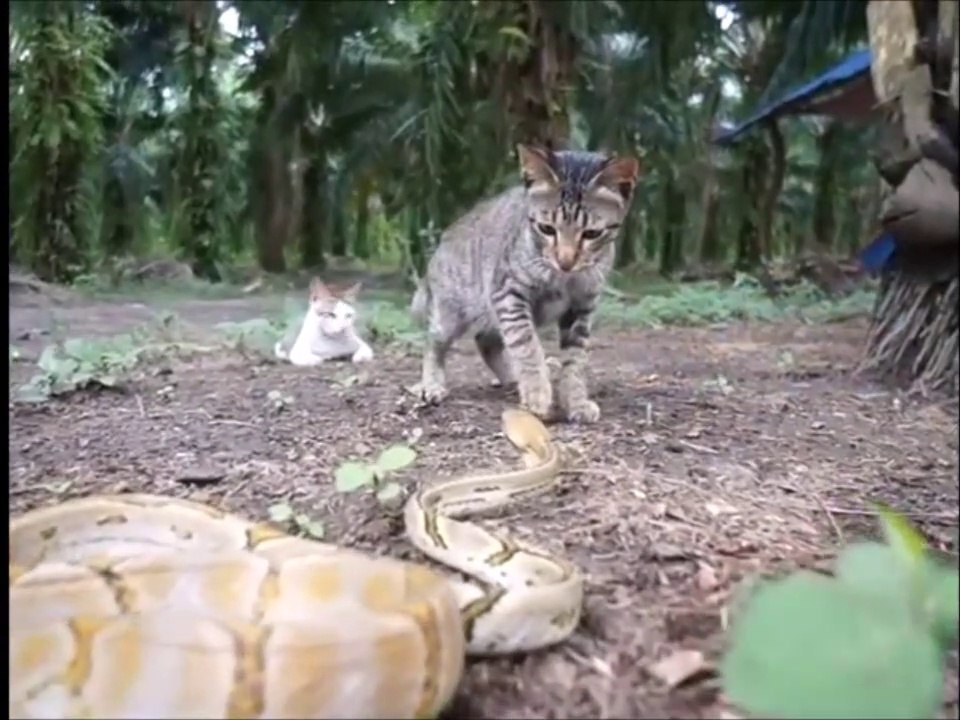 Ces chatons n'ont pas peur des serpents