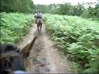Au galop dans la forêt