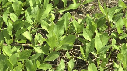 아토피·알레르기...'쑥부쟁이'가 잡는다! / YTN