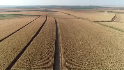 Mısır, Diyarbakırlı Çiftçiyi Sevindirdi