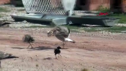 Martılar ve kargalar, köpeklere bırakılan ekmekleri kapmak için birbirlerine girdi