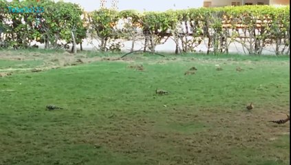 مجموعة من طيور الهدهد تأكل الحشرات و الديدان في العشب