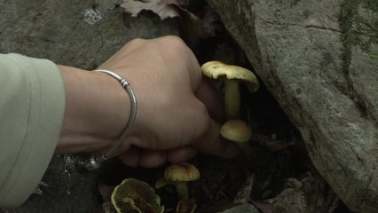 가을 등산의 복병...독버섯·벌·뱀 주의 / YTN