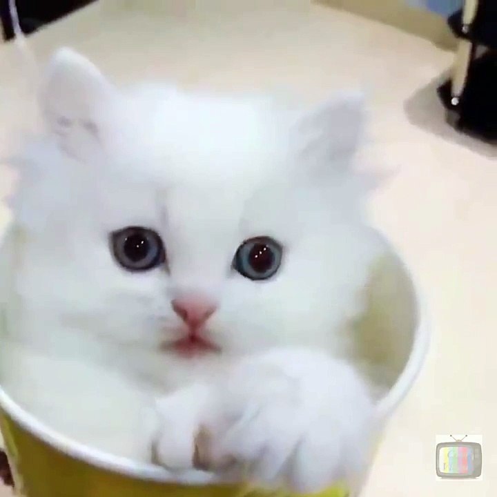 Adorable Kitten In A Cup