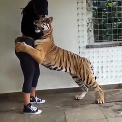 Tiger doesn't want to let go   