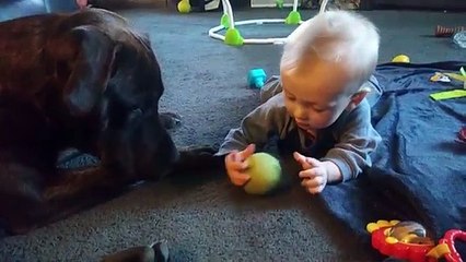 Most Adorable Dog and Baby Compilation Ever | Funny Pet Videos