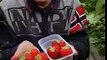 Panen strawberry hidrofonik di Kisarazu, Chiba.Kami bisa makan langsung dari pohon, all you can eat, bersih, dengan gaya orang Jepang - yaitu dicocol ke susu