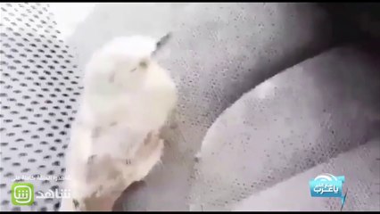 شاب يجد عصفوراً يحتمي من حرارة الشمس !