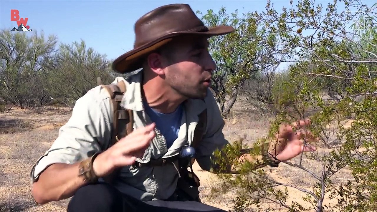 Catching a Lizard Using NOTHING but WATER!