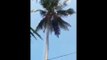 La technique de ce bûcheron qui taille un palmier géant suspendu en haut