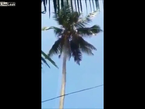 La technique de ce bûcheron qui taille un palmier géant suspendu en haut