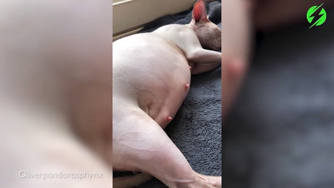 Il filme le ventre de sa chatte qui attend des bébés : et ça bouge beaucoup la-dedans