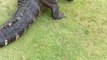 Combat terrible entre 2 énormes alligators sur un green de golf