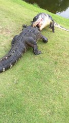 Combat terrible entre 2 énormes alligators sur un green de golf