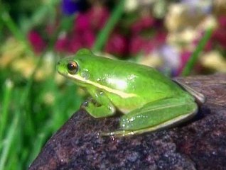 Baby Einstein 03BE BABY SHAKESPEARE