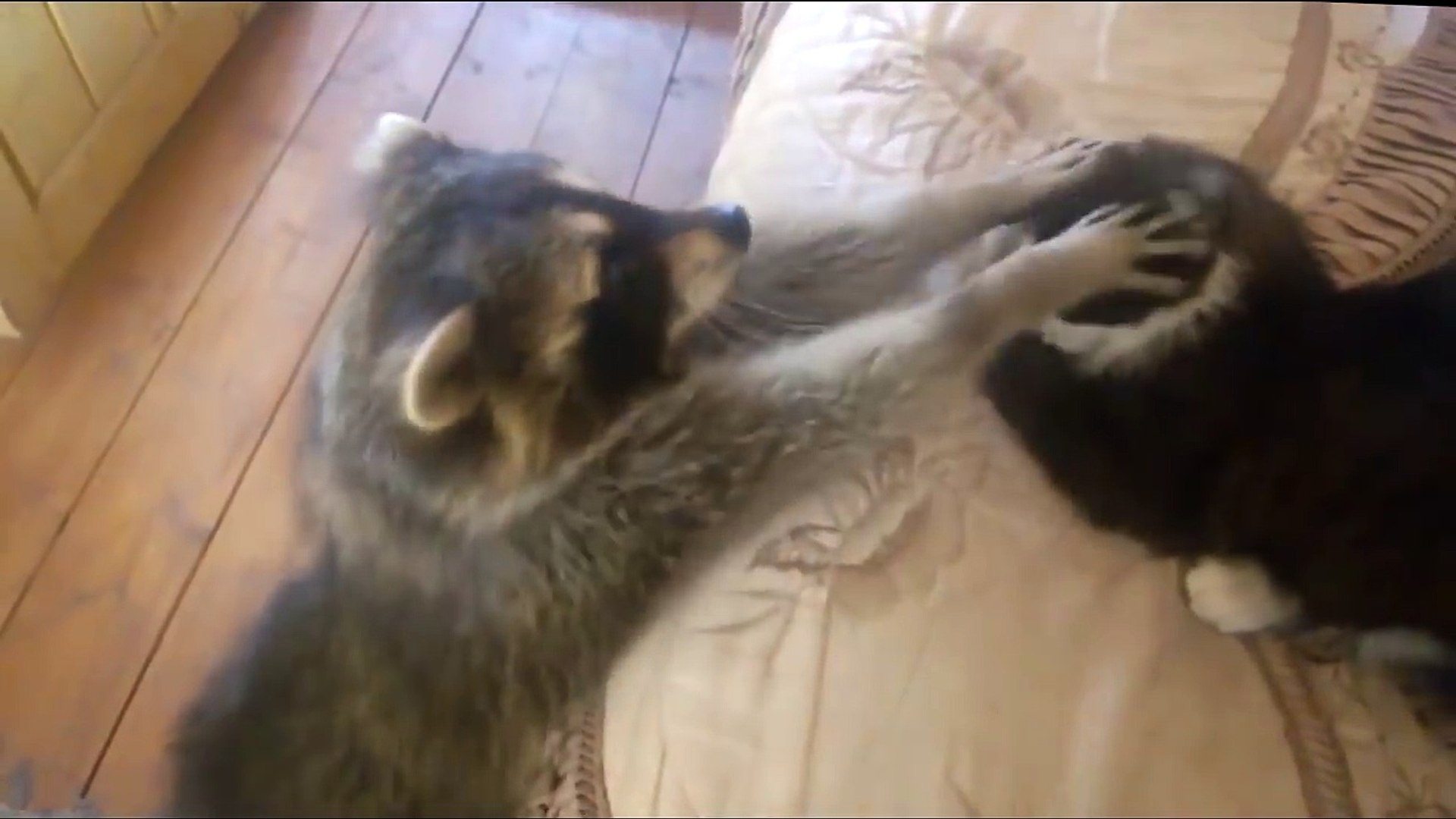 Hilarant Quand Un Raton Laveur Enquiquine Un Chat Video Dailymotion