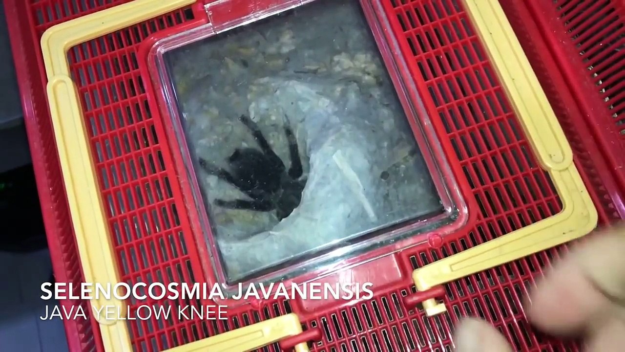 WATERING my TARANTULAS "(Part 4)" !!!
