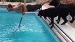 Funny Dogs vs Water Moments Compilation