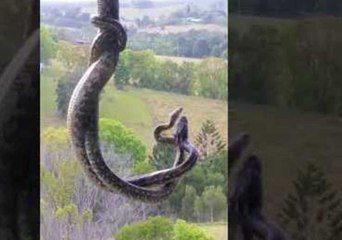 Male Snakes Battle for Female's Affection, Fall 3 Storeys