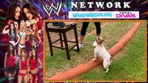 [WWE WOMANS TOTAL DIVAS] Total Divas Season 5 Full Episodes 3 - “The Truth About Cats a