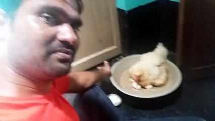 Hen birth .. Chicken laying its young