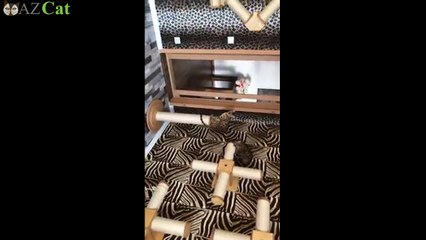 Best Cat Trees for Big Cats 2022