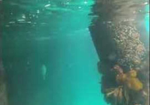 Cormorant Flawlessly Glides to Water Surface