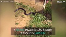 Dogs accidentally throw snake at woman