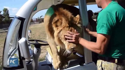 Un lion saute dans la voiture de touristes dans un zoo