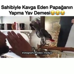 Sahibiyle Kavga Eden Papağanın Yapma Yav Demesi