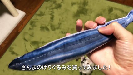 遊んでる姿がシュールで面白い魚のけりぐるみ【猫用おもちゃレビュー#7】
