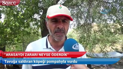 Tavuğa saldıran köpeği pompalıyla vurdu