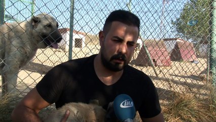 Yerli ve milli koruma köpeği 'Kangal'