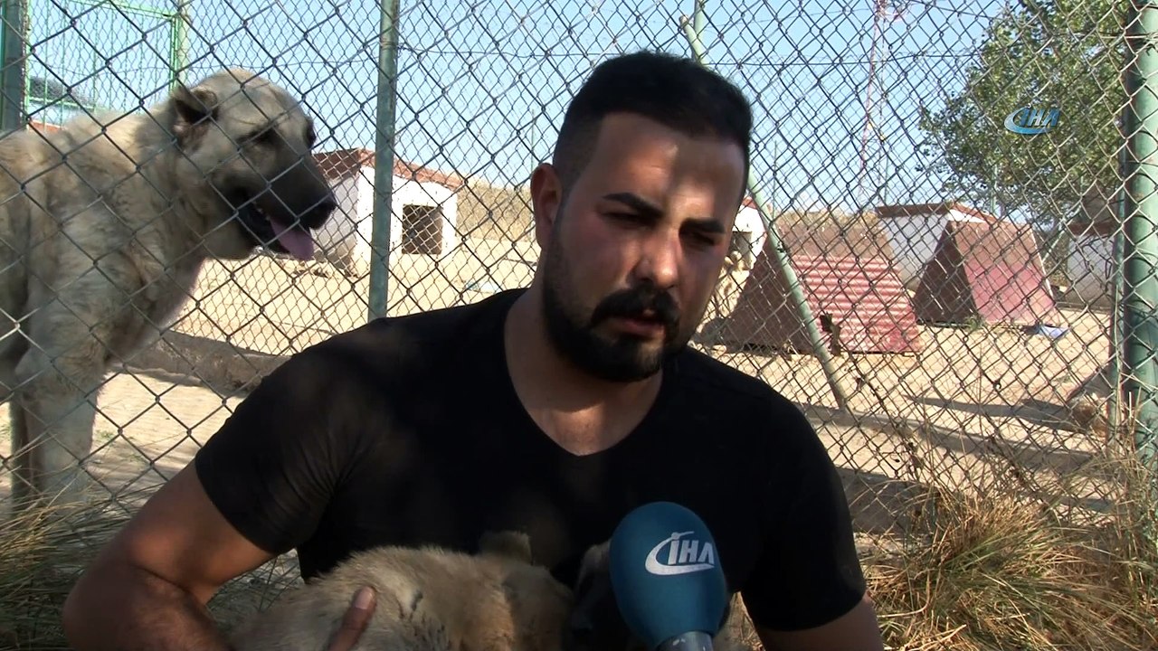 Yerli ve milli koruma köpeği 'Kangal'
