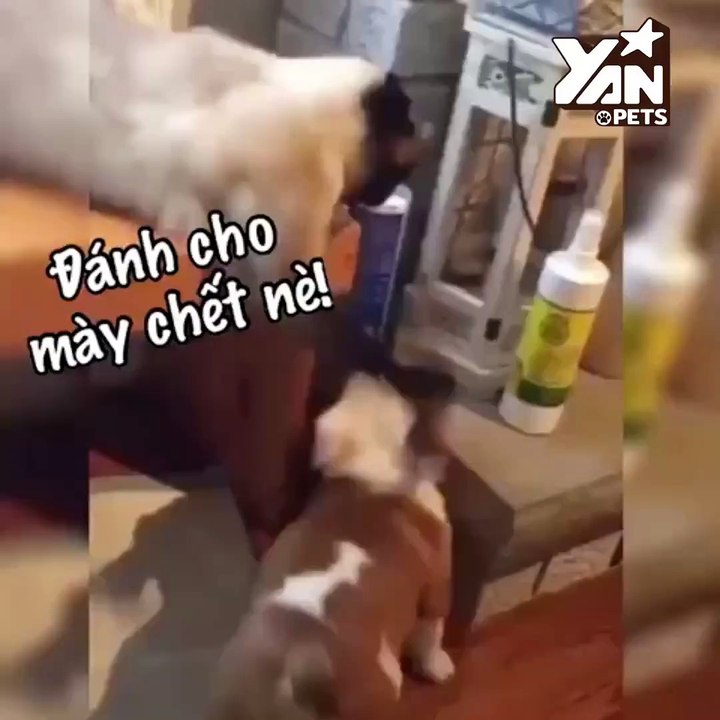 Phòng khám đa khoa quận 12 - Động vật hài hước