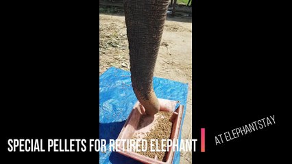 Special pellets for retired elephant