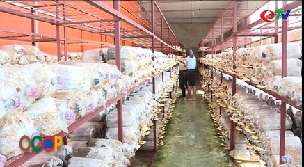 Rượu nấm linh chi Uông Bí - QTV